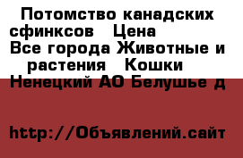 Потомство канадских сфинксов › Цена ­ 15 000 - Все города Животные и растения » Кошки   . Ненецкий АО,Белушье д.